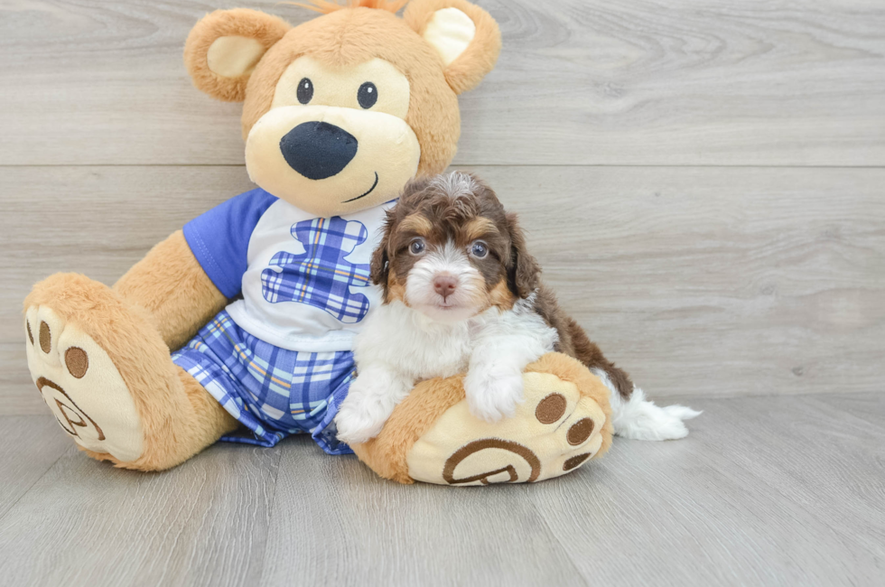 7 week old Mini Aussiedoodle Puppy For Sale - Lone Star Pups