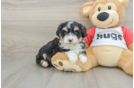 Mini Aussiedoodle Pup Being Cute