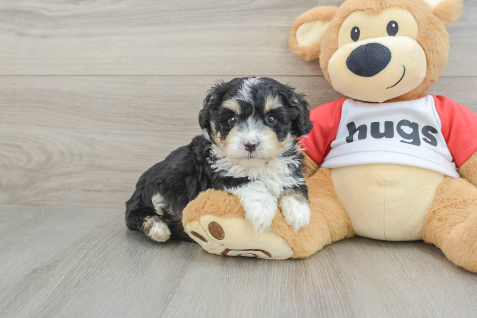 Mini Aussiedoodle Pup Being Cute