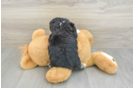 Mini Aussiedoodle Puppy for Adoption