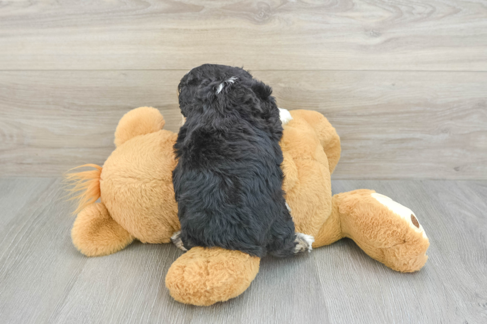 Mini Aussiedoodle Puppy for Adoption