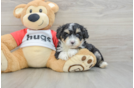 Mini Aussiedoodle Pup Being Cute