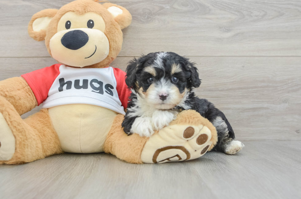 5 week old Mini Aussiedoodle Puppy For Sale - Lone Star Pups