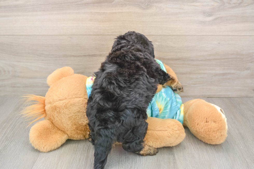 Playful Mini Aussiepoodle Poodle Mix Puppy