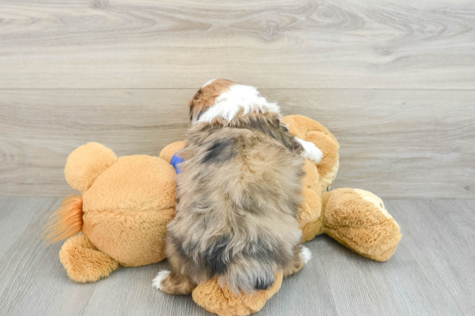 Mini Aussiedoodle Pup Being Cute