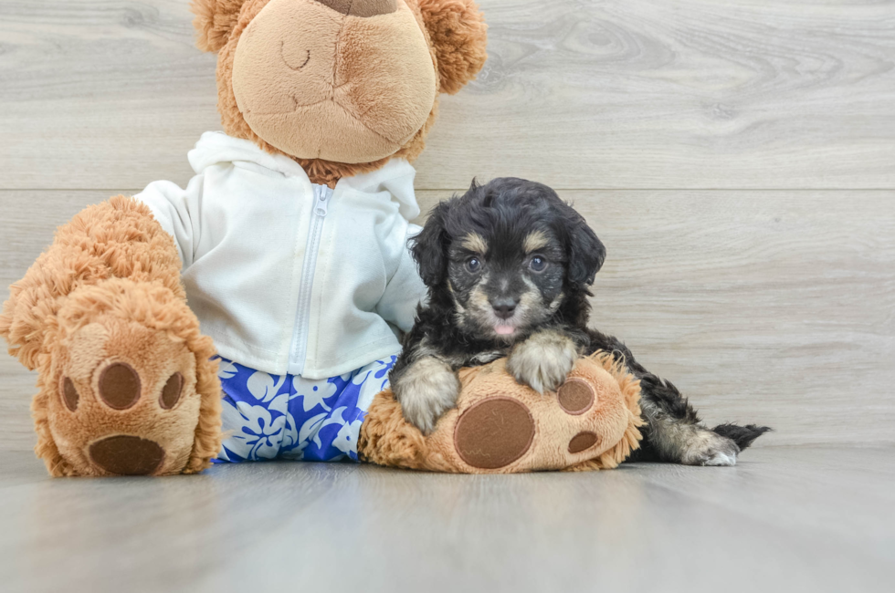 6 week old Mini Aussiedoodle Puppy For Sale - Lone Star Pups