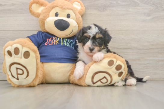 Sweet Mini Aussiedoodle Baby