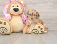 8 week old Mini Aussiedoodle Puppy For Sale - Lone Star Pups