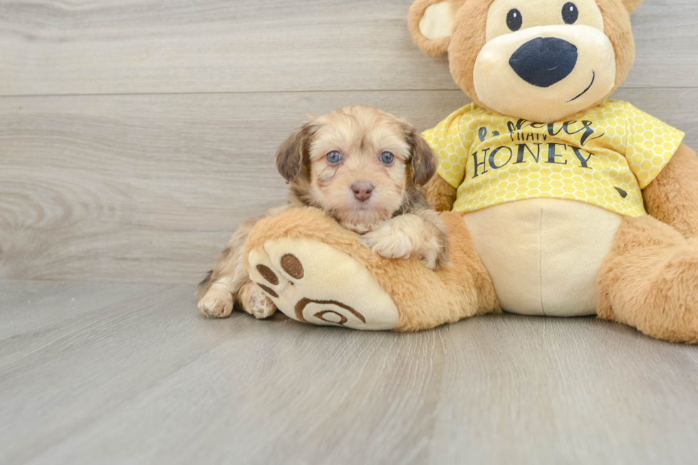 Little Mini Aussiepoo Poodle Mix Puppy