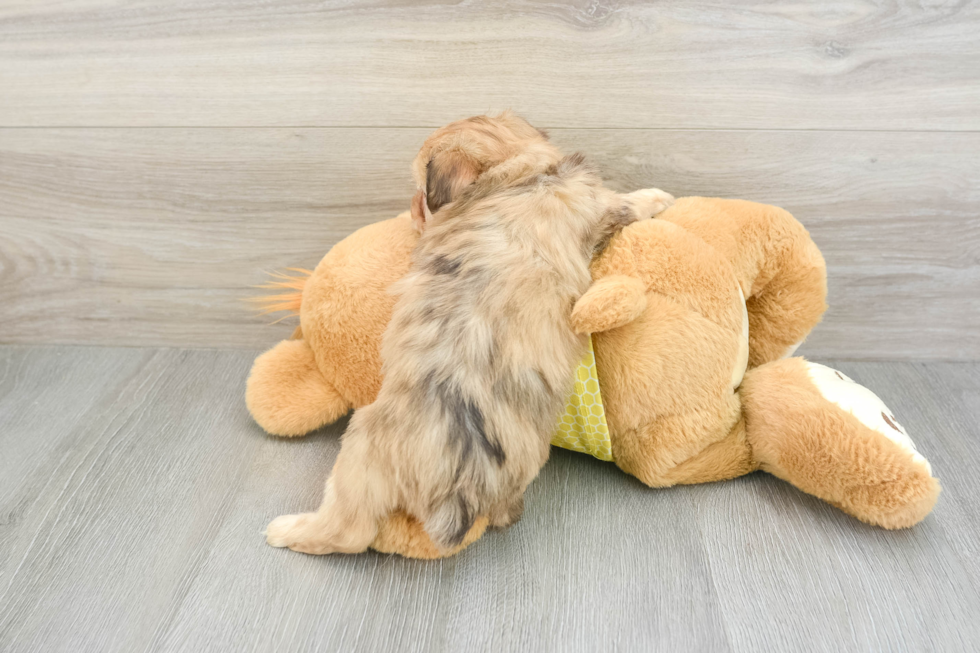 Energetic Aussie Poo Poodle Mix Puppy