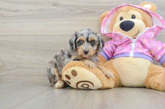Small Mini Aussiedoodle Baby