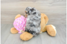 Sweet Mini Aussiedoodle Baby