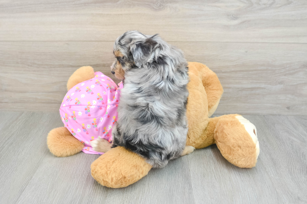 Sweet Mini Aussiedoodle Baby