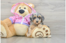 Best Mini Aussiedoodle Baby