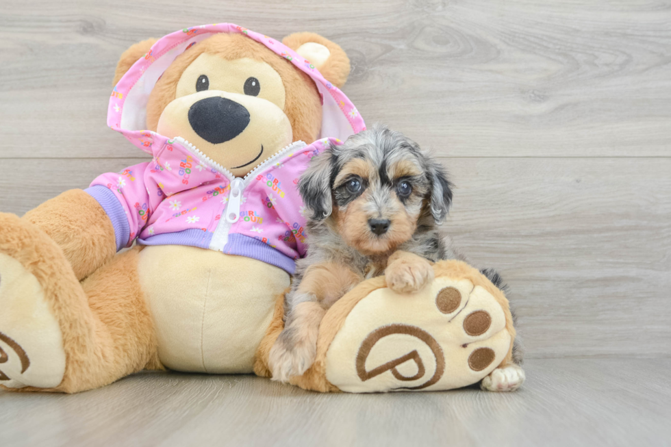 Best Mini Aussiedoodle Baby