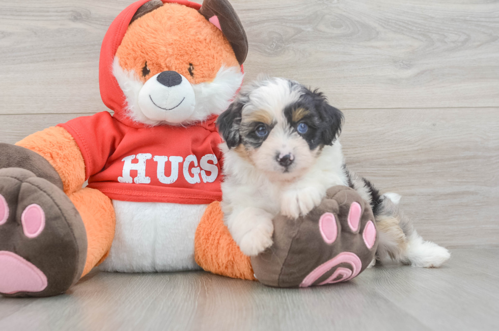 5 week old Mini Aussiedoodle Puppy For Sale - Lone Star Pups