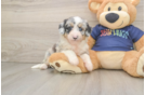 Little Mini Aussiepoo Poodle Mix Puppy