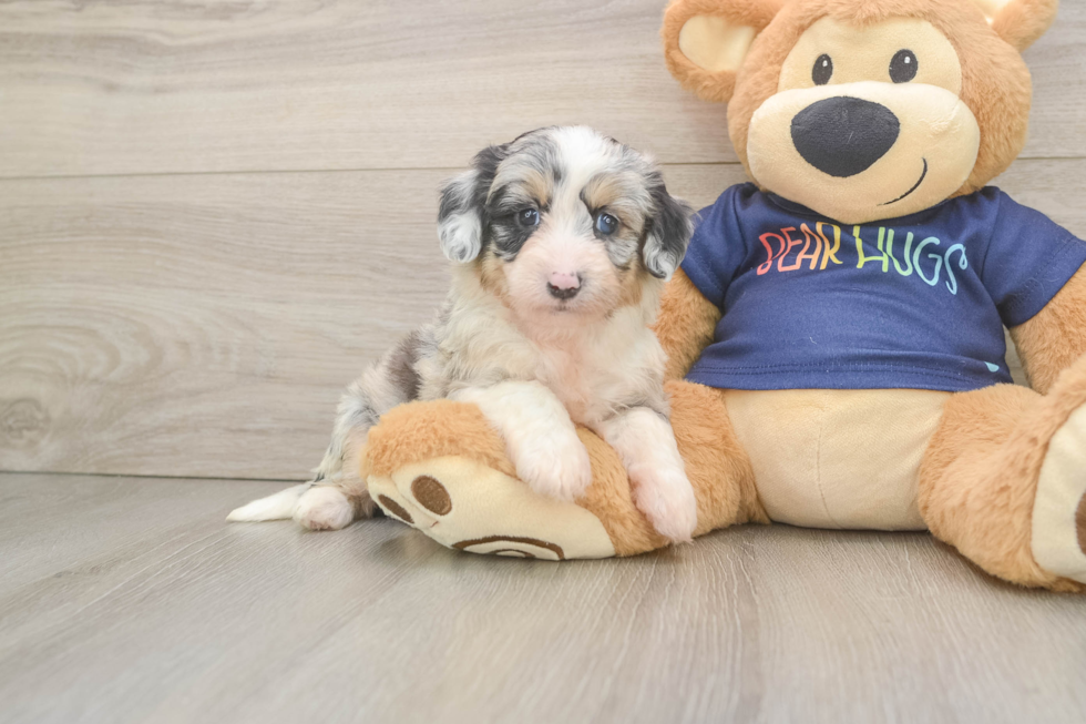 Little Mini Aussiepoo Poodle Mix Puppy