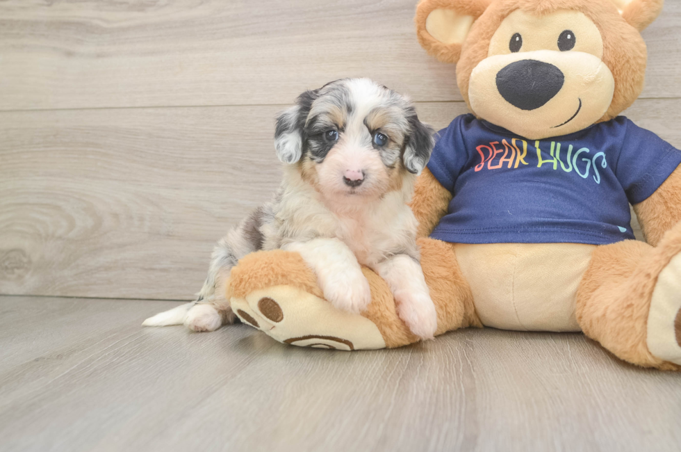 5 week old Mini Aussiedoodle Puppy For Sale - Lone Star Pups