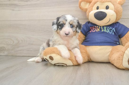 Little Mini Aussiepoo Poodle Mix Puppy