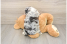 Mini Aussiedoodle Pup Being Cute