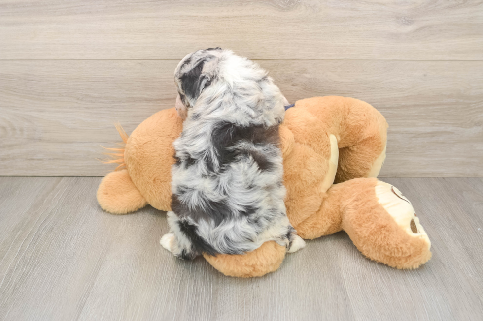 Mini Aussiedoodle Pup Being Cute