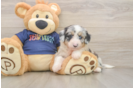 Sweet Mini Aussiedoodle Baby