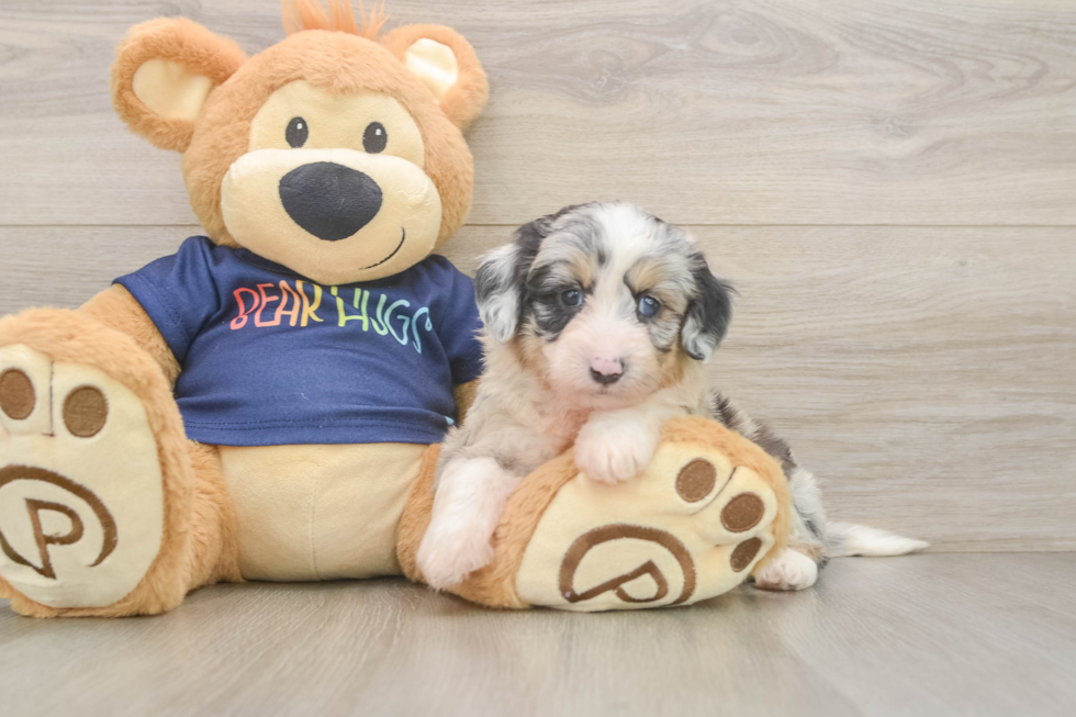 Sweet Mini Aussiedoodle Baby