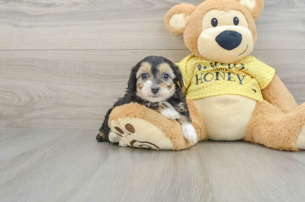 7 week old Mini Aussiedoodle Puppy For Sale - Lone Star Pups