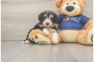 Sweet Mini Aussiedoodle Baby