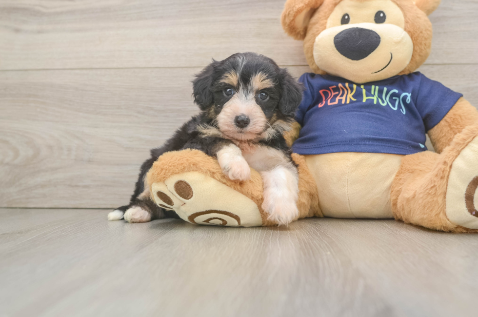 5 week old Mini Aussiedoodle Puppy For Sale - Lone Star Pups