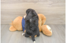 Fluffy Mini Aussiedoodle Poodle Mix Pup