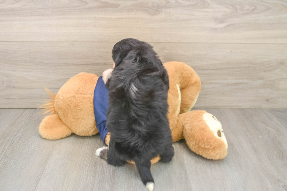 Fluffy Mini Aussiedoodle Poodle Mix Pup