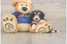Mini Aussiedoodle Pup Being Cute