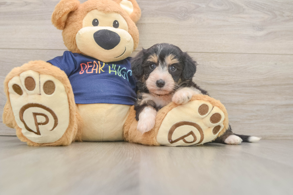 Mini Aussiedoodle Pup Being Cute