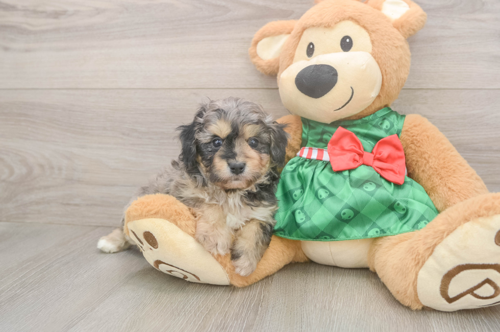 5 week old Mini Aussiedoodle Puppy For Sale - Lone Star Pups