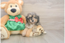 Smart Mini Aussiedoodle Poodle Mix Pup