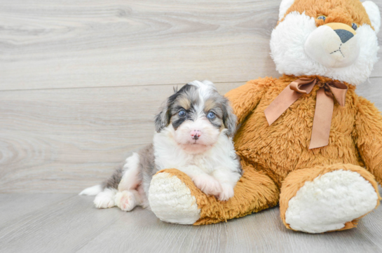 Hypoallergenic Aussiepoo Poodle Mix Puppy