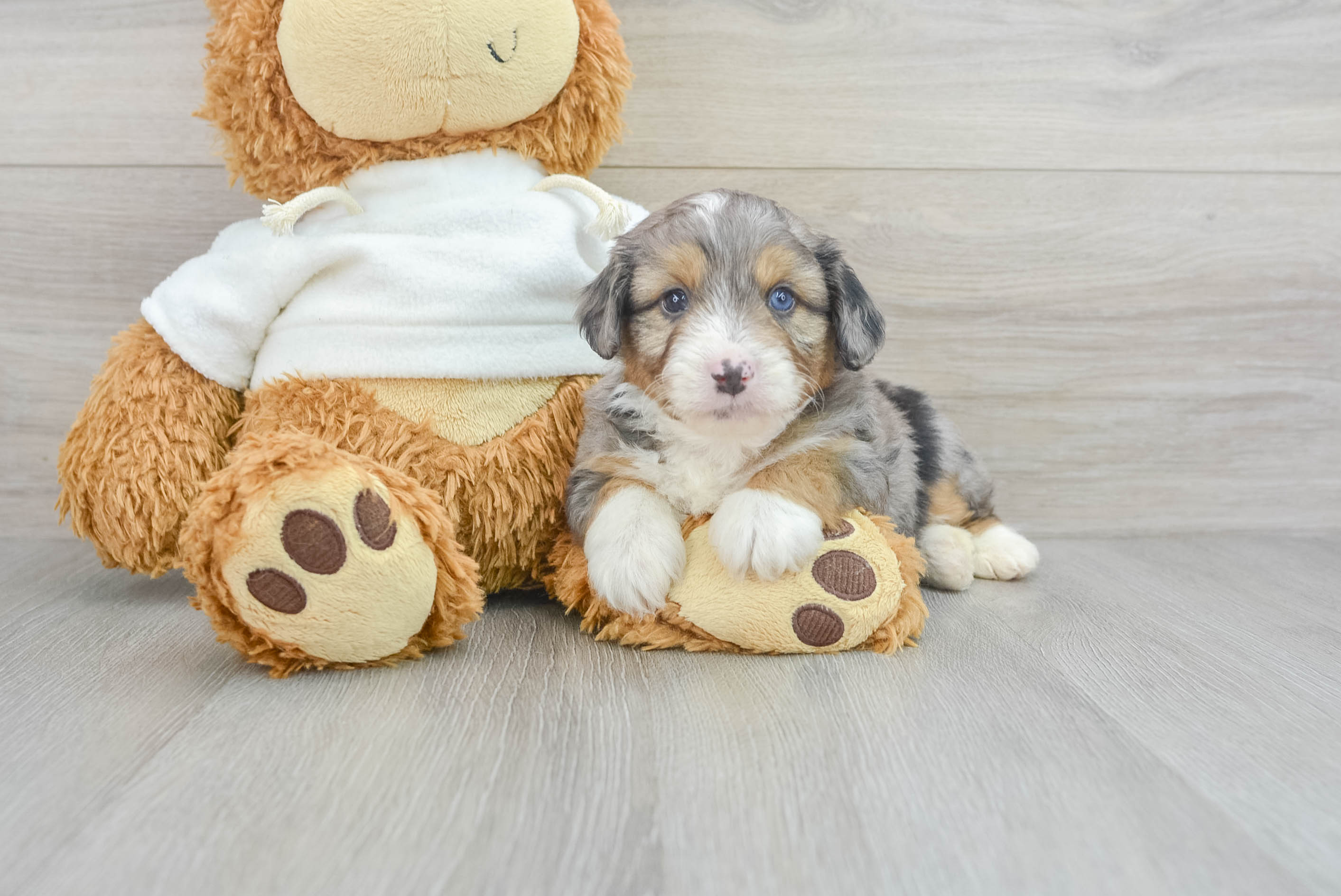 Adorable Aussiepoo Poodle Mix Puppy