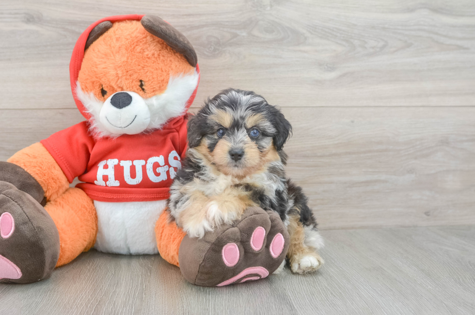5 week old Mini Aussiedoodle Puppy For Sale - Lone Star Pups