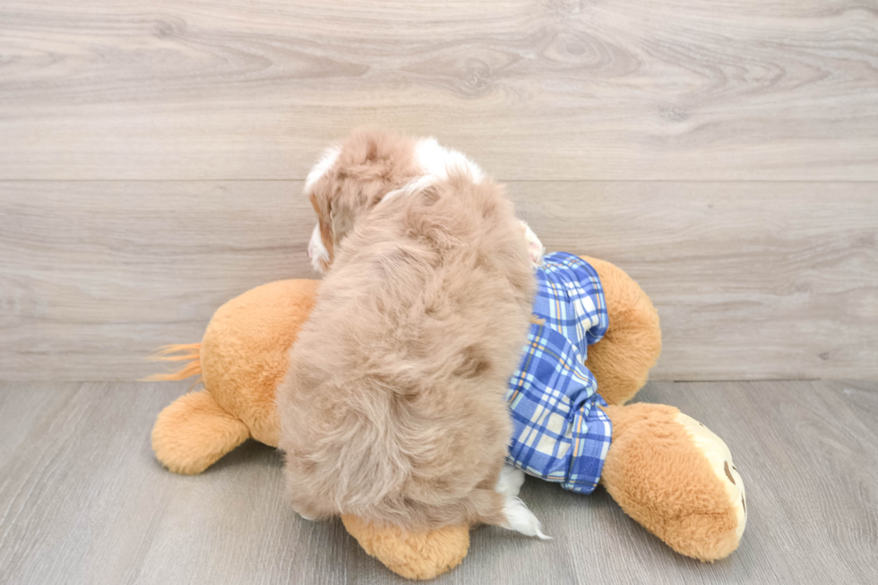 Happy Mini Aussiedoodle Baby