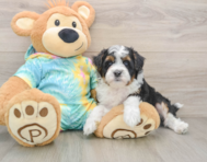 7 week old Mini Aussiedoodle Puppy For Sale - Lone Star Pups