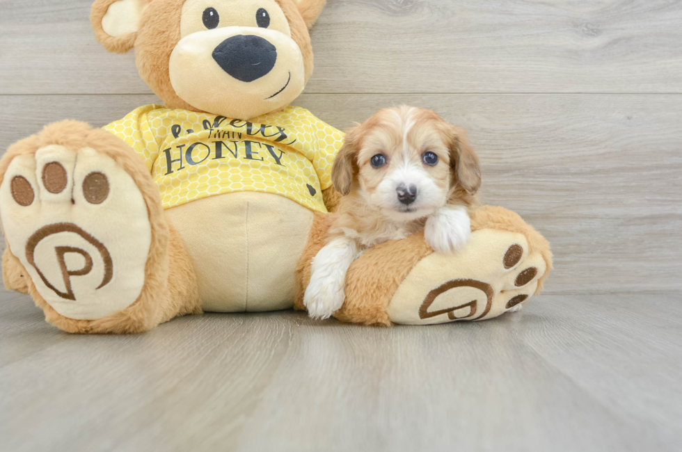 7 week old Mini Aussiedoodle Puppy For Sale - Lone Star Pups