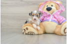 Small Mini Aussiedoodle Baby