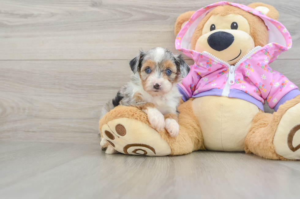 Small Mini Aussiedoodle Baby