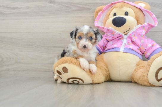Small Mini Aussiedoodle Baby