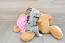 Mini Aussiedoodle Puppy for Adoption