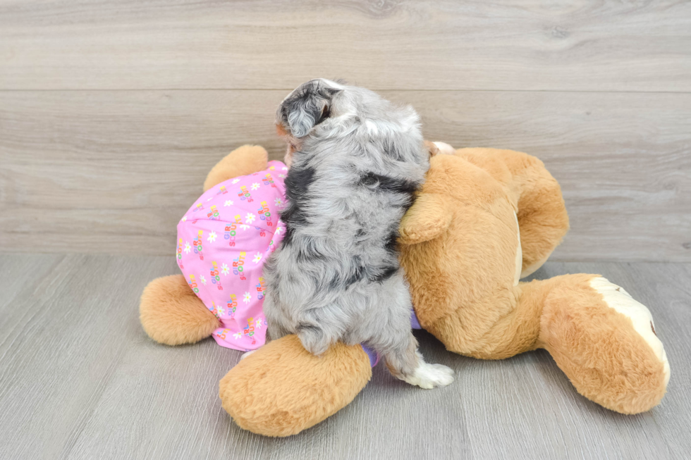 Mini Aussiedoodle Puppy for Adoption