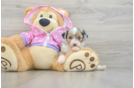 Energetic Aussie Poo Poodle Mix Puppy