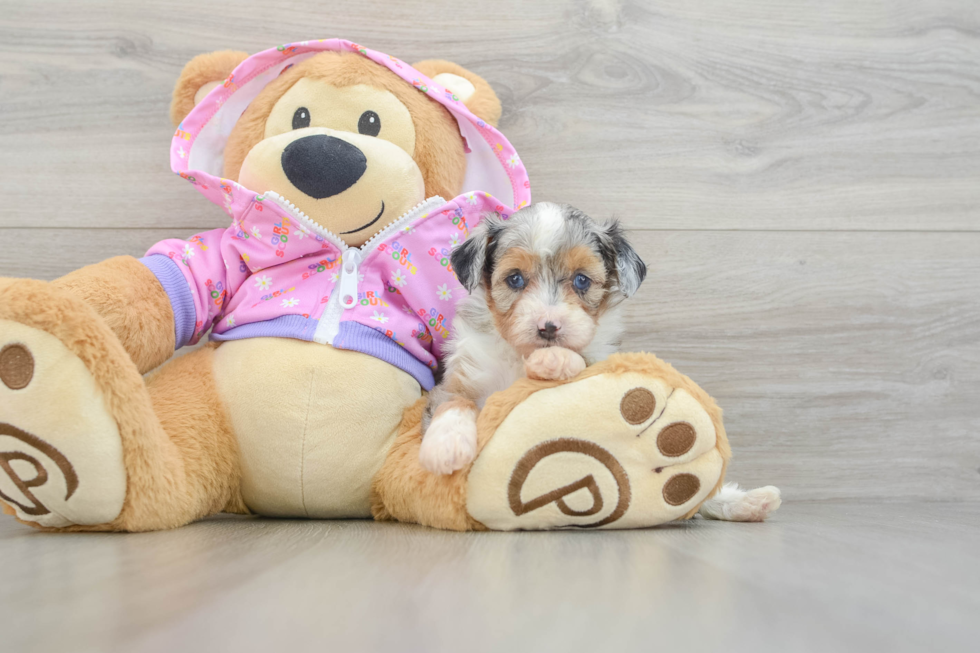 Energetic Aussie Poo Poodle Mix Puppy